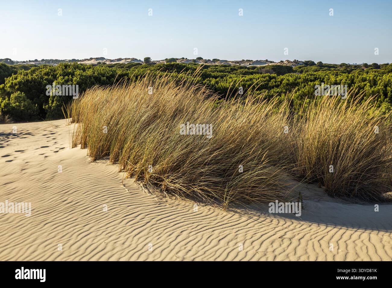 Dune di sabbia dorata con motivi ondulati e alta erba di marram sotto un cielo azzurro limpido in un ecosistema paludoso costiero Foto Stock