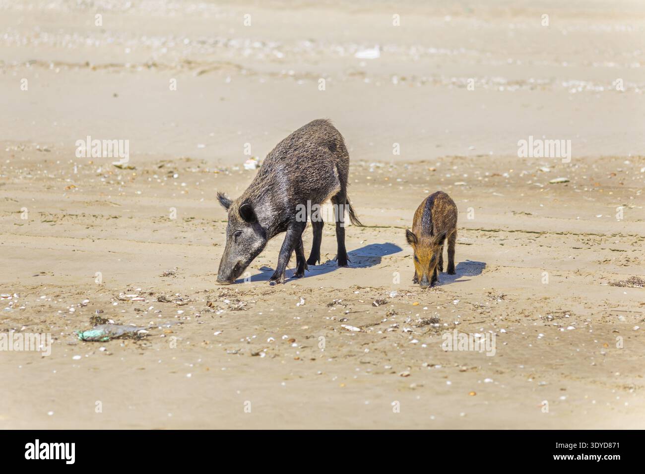 Adulti, cinghiali e giovani maialini che cercano cibo su una spiaggia sabbiosa illuminata dal sole disseminata di conchiglie e detriti nel Parco nazionale di Doñana. Foto Stock