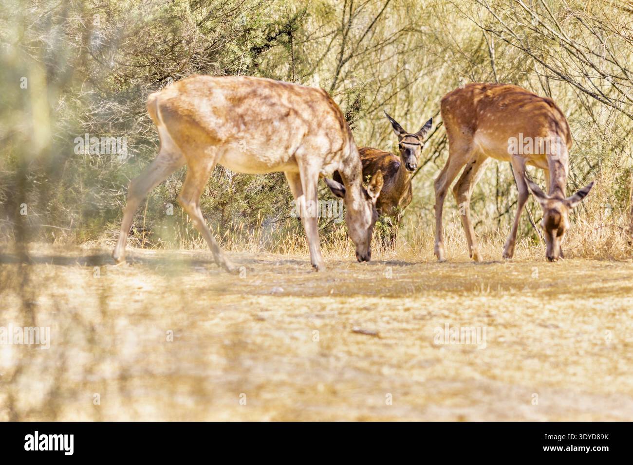 Tre cervi a riposo che si nutrono su praterie asciutte tra arbusti in un prato illuminato dal sole all'interno del Parco Nazionale di Doñana. Foto Stock