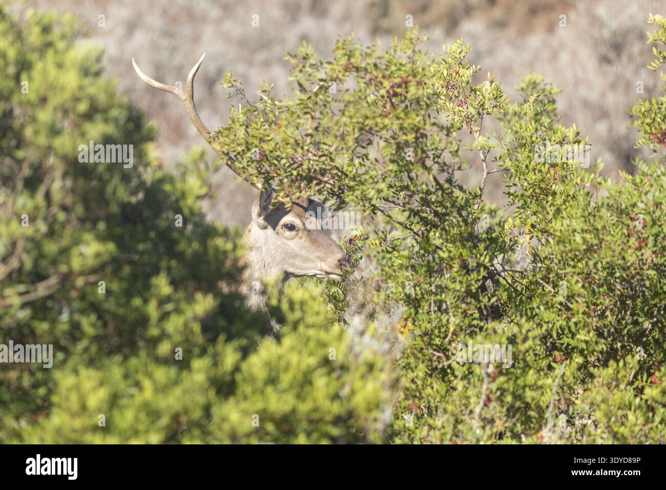 Un cervo a riposo con palchi parzialmente nascosti dalla fitta vegetazione verde in un habitat naturale della macchia mediterranea. Foto Stock