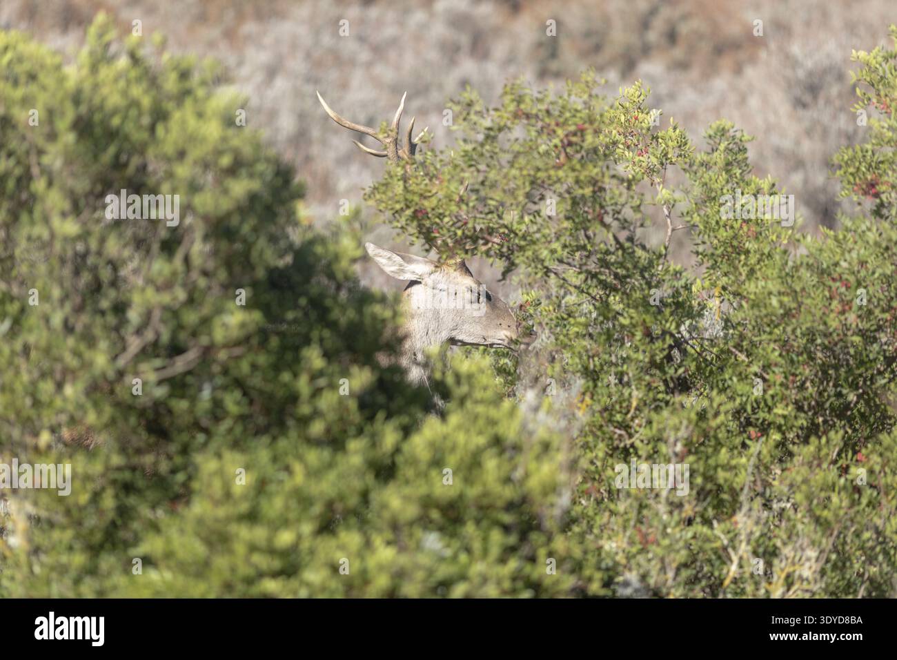 Primo piano di un cervo maschile parzialmente nascosto tra fitti cespugli verdi, che mostrano la fauna selvatica nel suo ambiente naturale Foto Stock