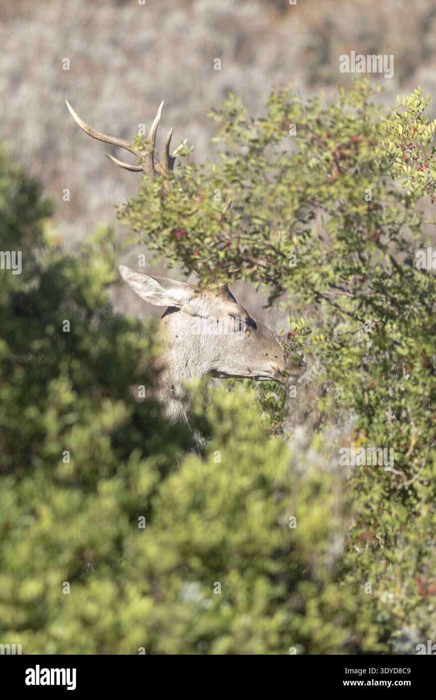 Primo piano di un cervo maschio parzialmente nascosto tra fitti cespugli verdi, nutrendosi o osservando l'ambiente circostante in un ambiente selvaggio Foto Stock