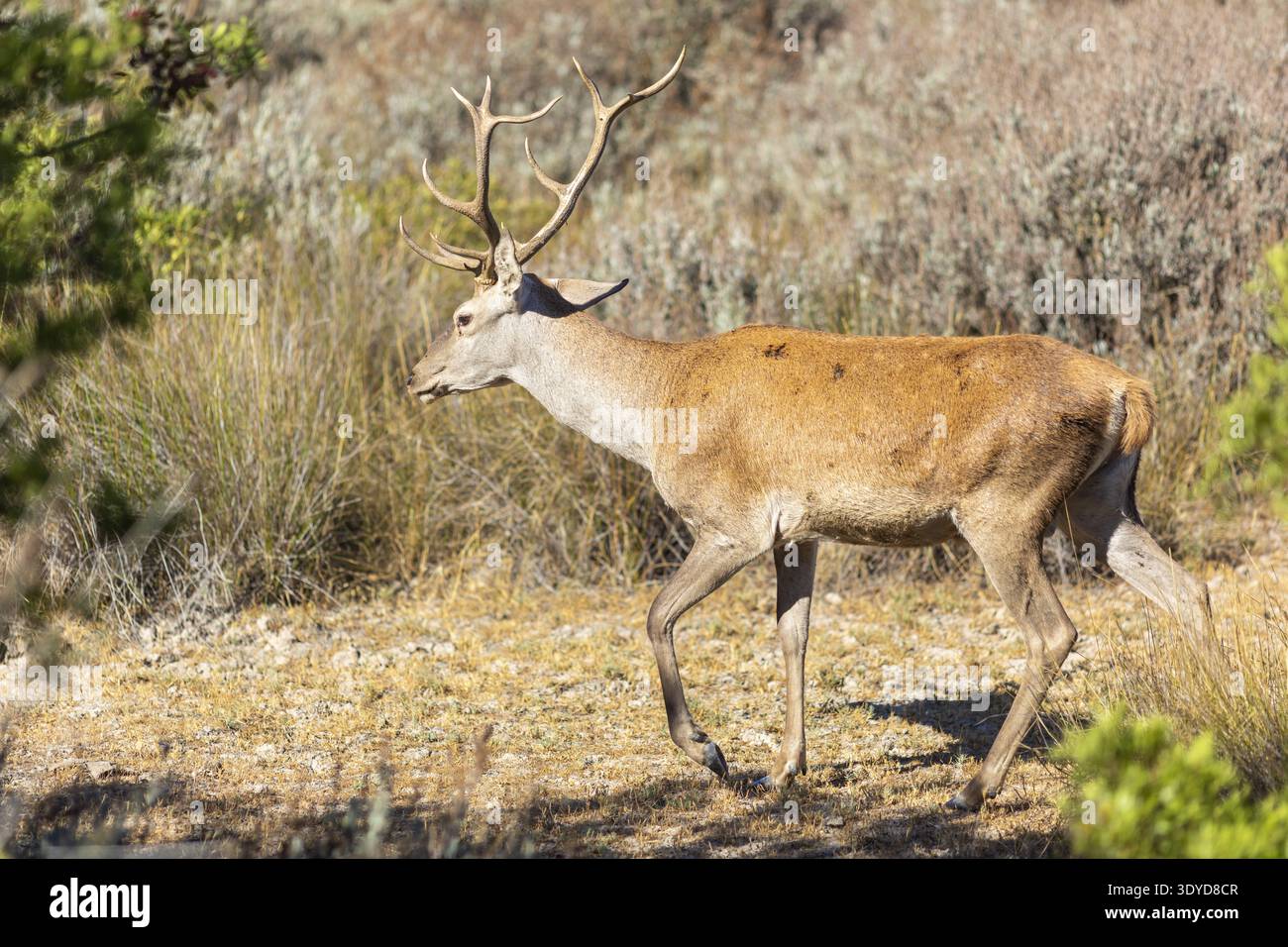 Maestosi cervi a bassa quota nell'habitat naturale, spostandosi attraverso la macchia mediterranea sotto la luce del sole, mostrando la fauna selvatica della pennsylvania nazionale spagnola Foto Stock