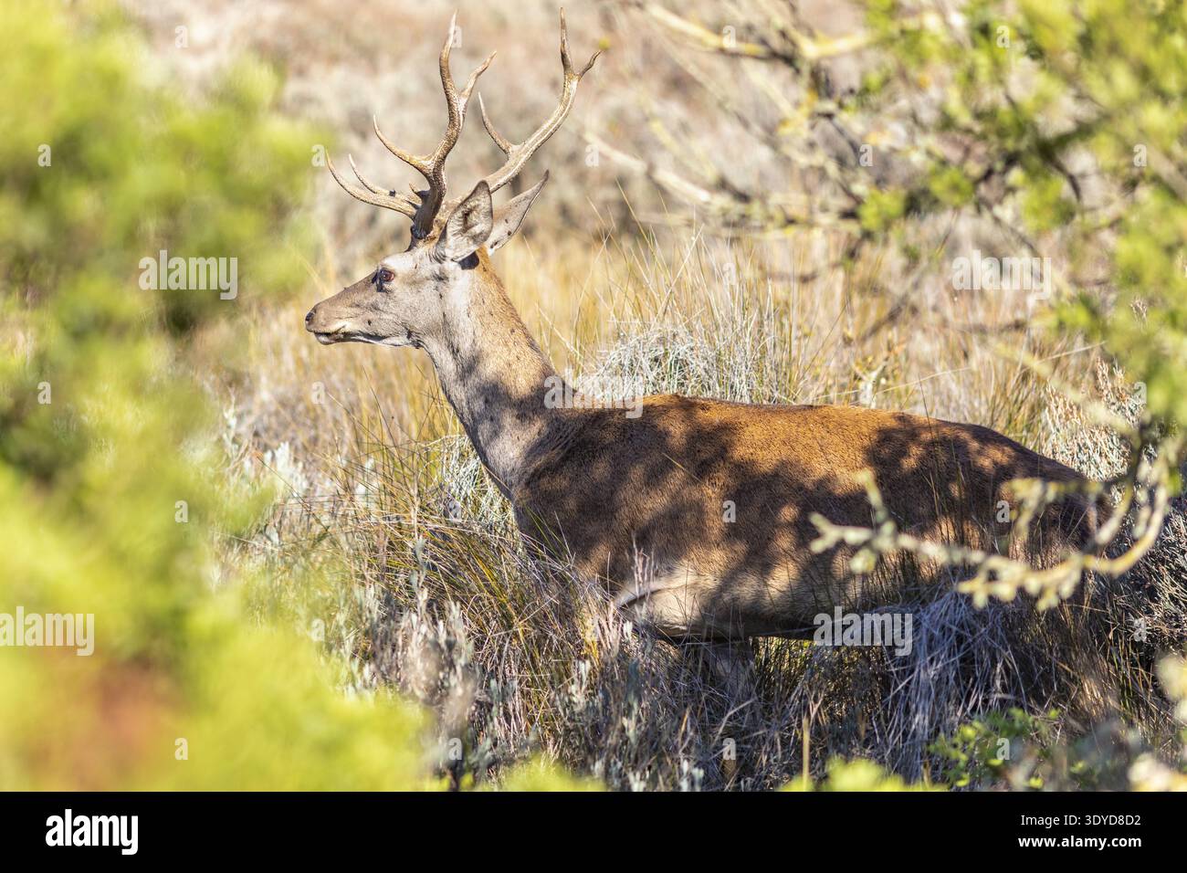 Maestoso cervo rosso con grandi palchi in allerta nella macchia erbosa all'interno del Parco Nazionale di Doñana, Spagna. Foto Stock