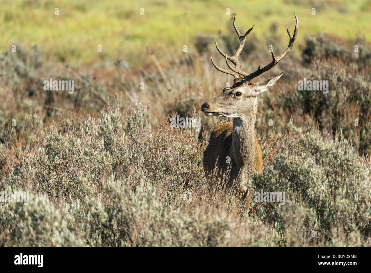 Un nobile cervo rosso con imponenti corna emerge da fitti arbusti in un habitat naturale, catturato durante la luce dell'ora d'oro. Foto Stock