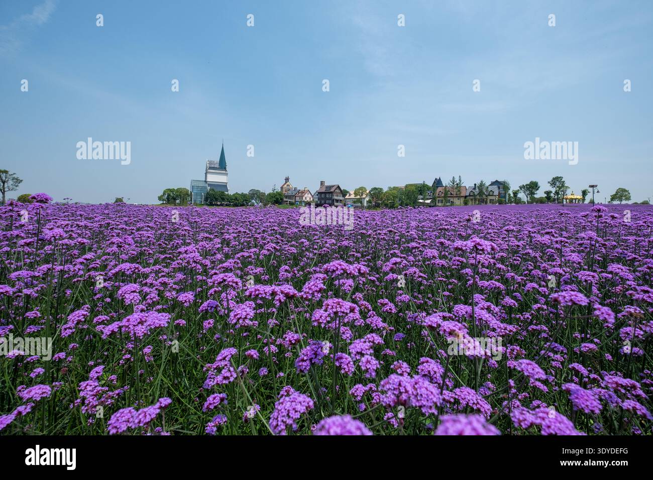 Una foto grandangolare di un ampio campo ricoperto da fiori viola in fiore, che crea un paesaggio vivace con un lontano punto di riferimento della torre. Foto Stock