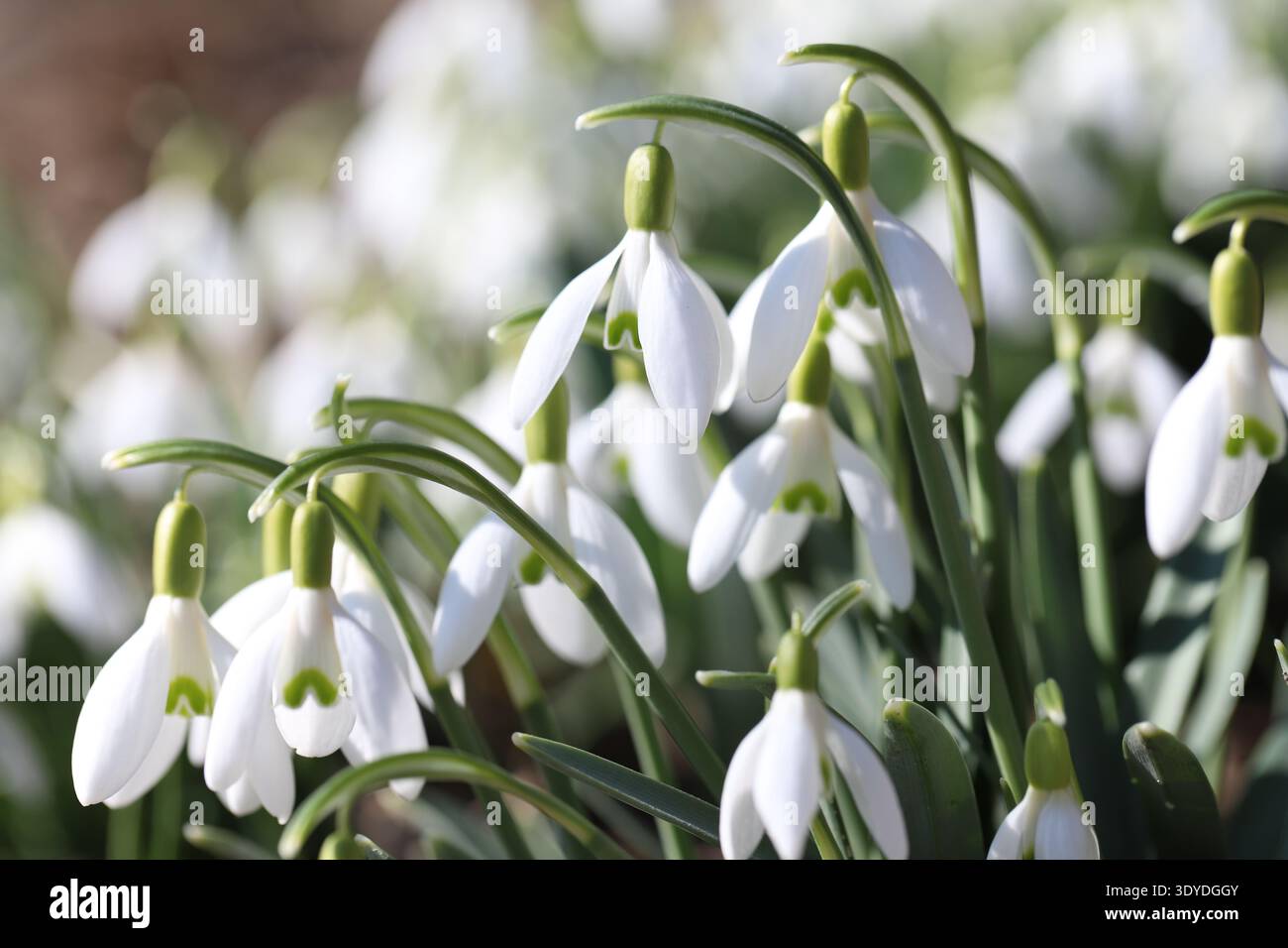 Gocce di neve bianche (Galanthus) che fioriscono in una calda giornata primaverile, fiori primaverili in luce naturale. Foto Stock