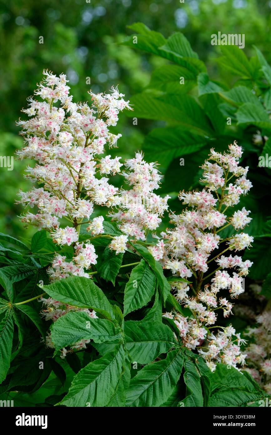 Ippocastano, Aesculus hippocastanum, fiori bianchi cremosi, macchia gialla che diventa rossa con l'età Foto Stock