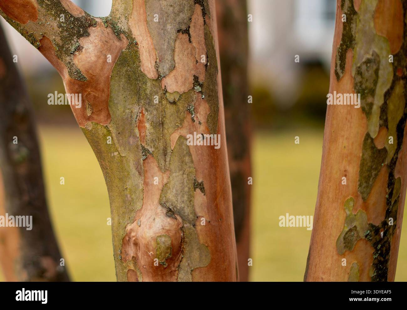 La corteccia invernale di un Crepe Myrtle Tree. Foto Stock