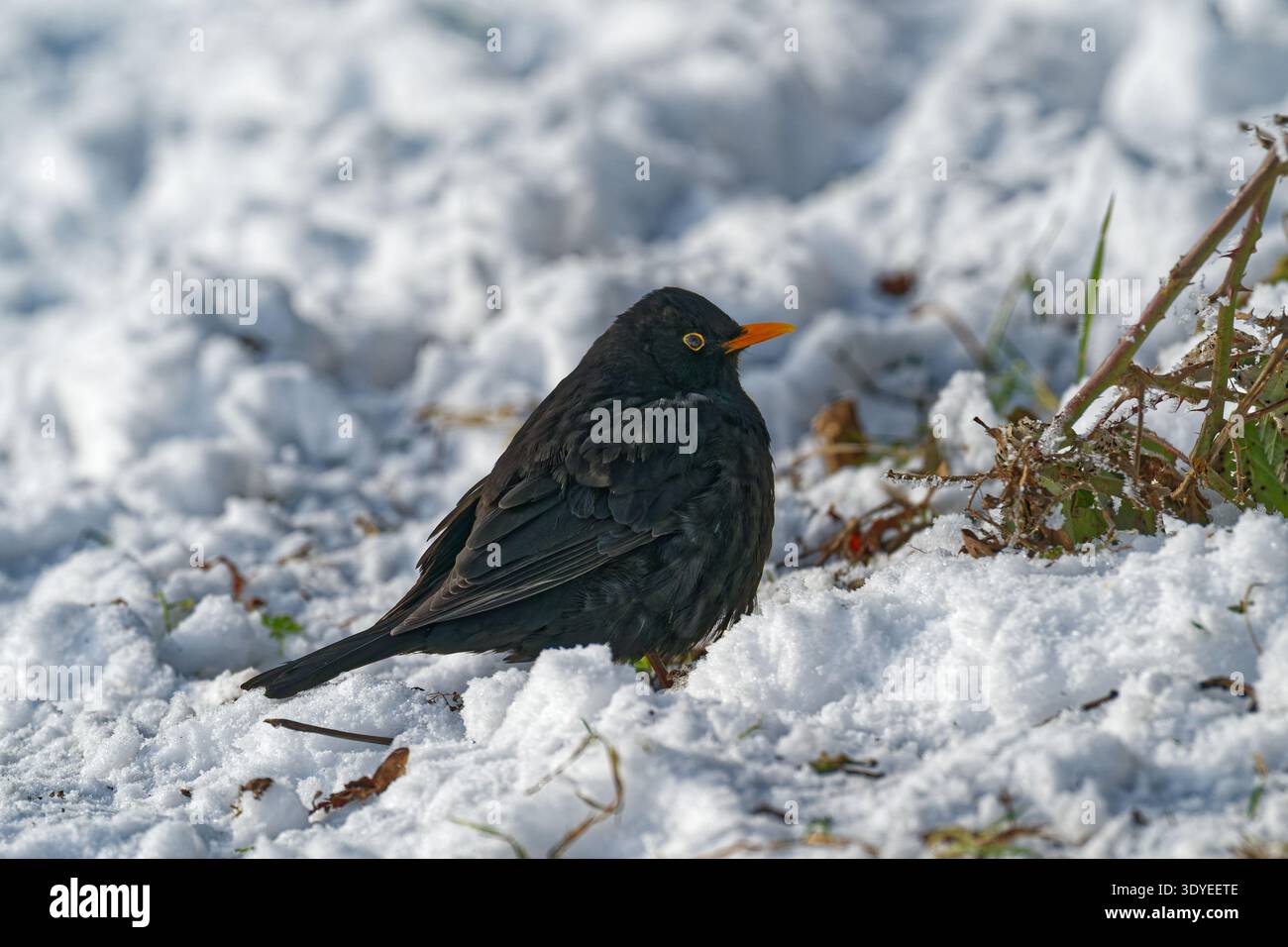 Un uccello nero con un brillante becco arancione sorge su un terreno innevato circondato da vegetazione invernale e ramoscelli in un ambiente esterno freddo. Foto Stock