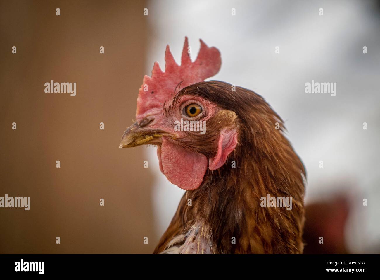 Hudson, Stati Uniti d'America. 20 maggio 2022. Polli nella loro cooperativa alla Letterbox Farms, una fattoria biologica ad Hudson, New York. La letterbox coltiva ortaggi, verdure, erbe e fiori, polli, maiali e conigli per il programma agricolo comunitario sostenuto e lo stand delle aziende agricole. Credito: Preston Keres/USDA Photo/Alamy Live News Foto Stock