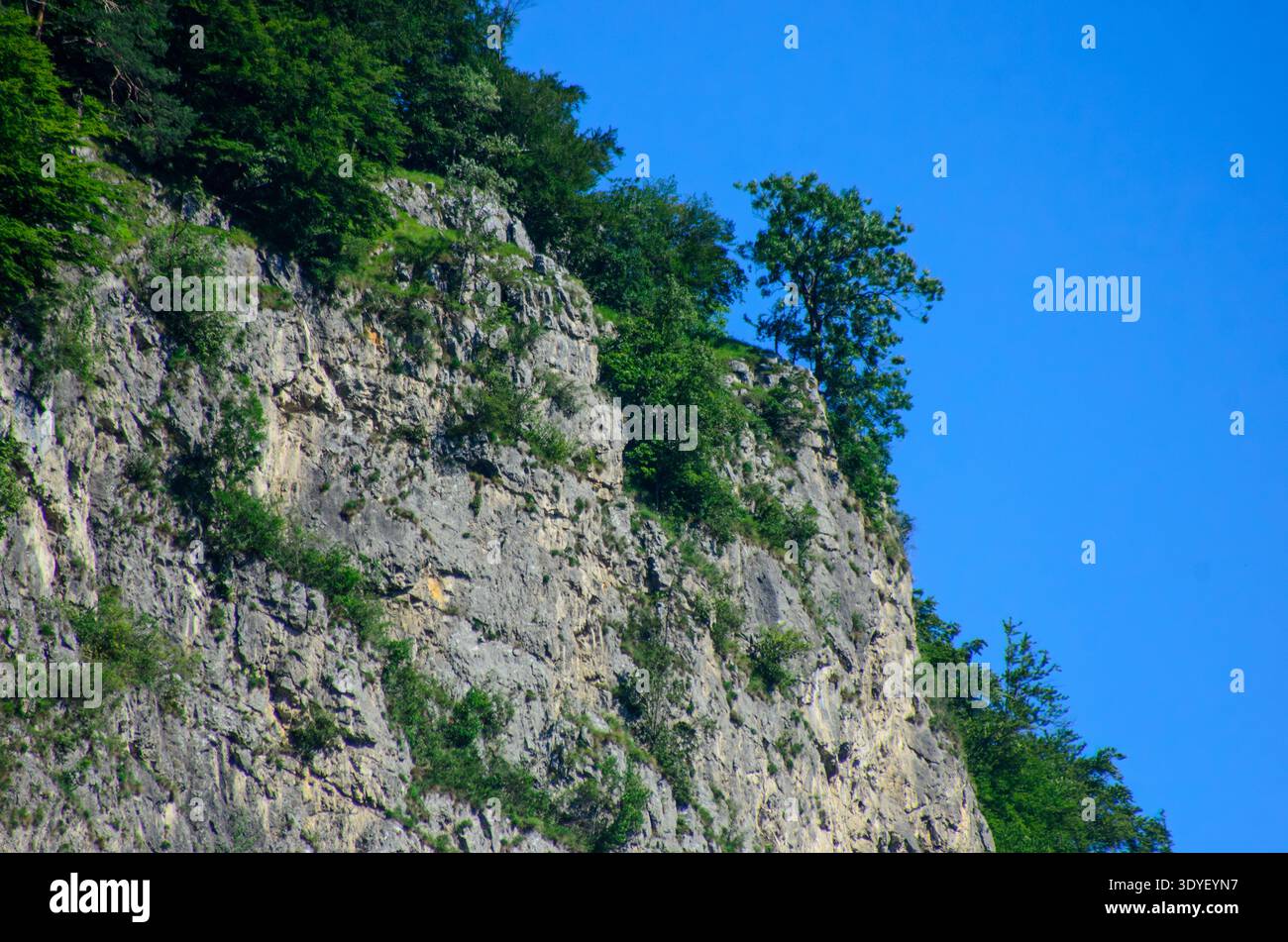 Parete rocciosa con alberi verdi e arbusti sul bordo sotto il cielo azzurro e limpido, paesaggio naturale selvaggio con spazio copia. Foto Stock