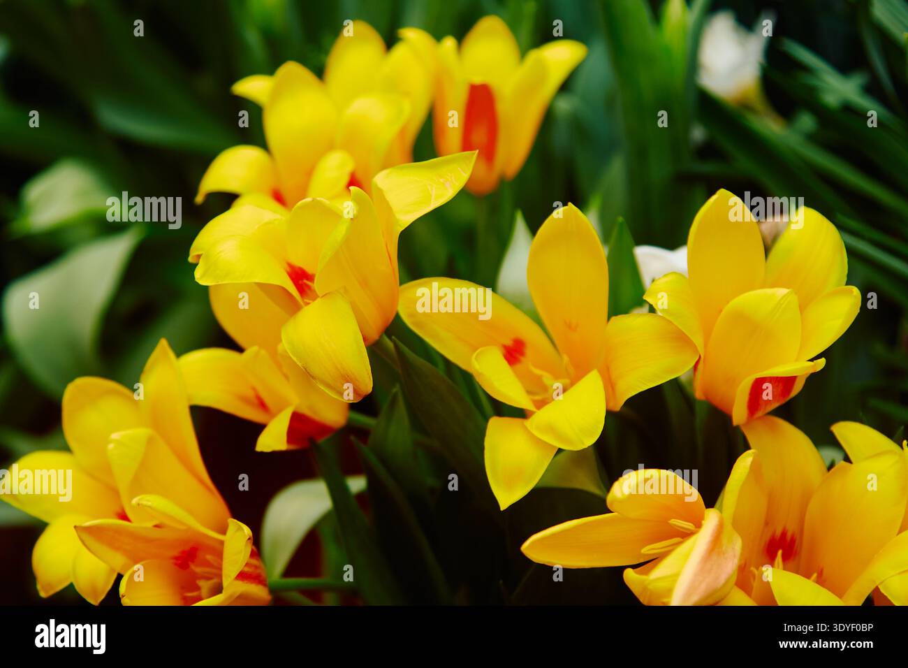 Vista ravvicinata dei tulipani gialli luminosi caratterizzati da luci rosse, circondati da ricche foglie verdi, che enfatizzano le loro texture dettagliate e la bellezza naturale Foto Stock