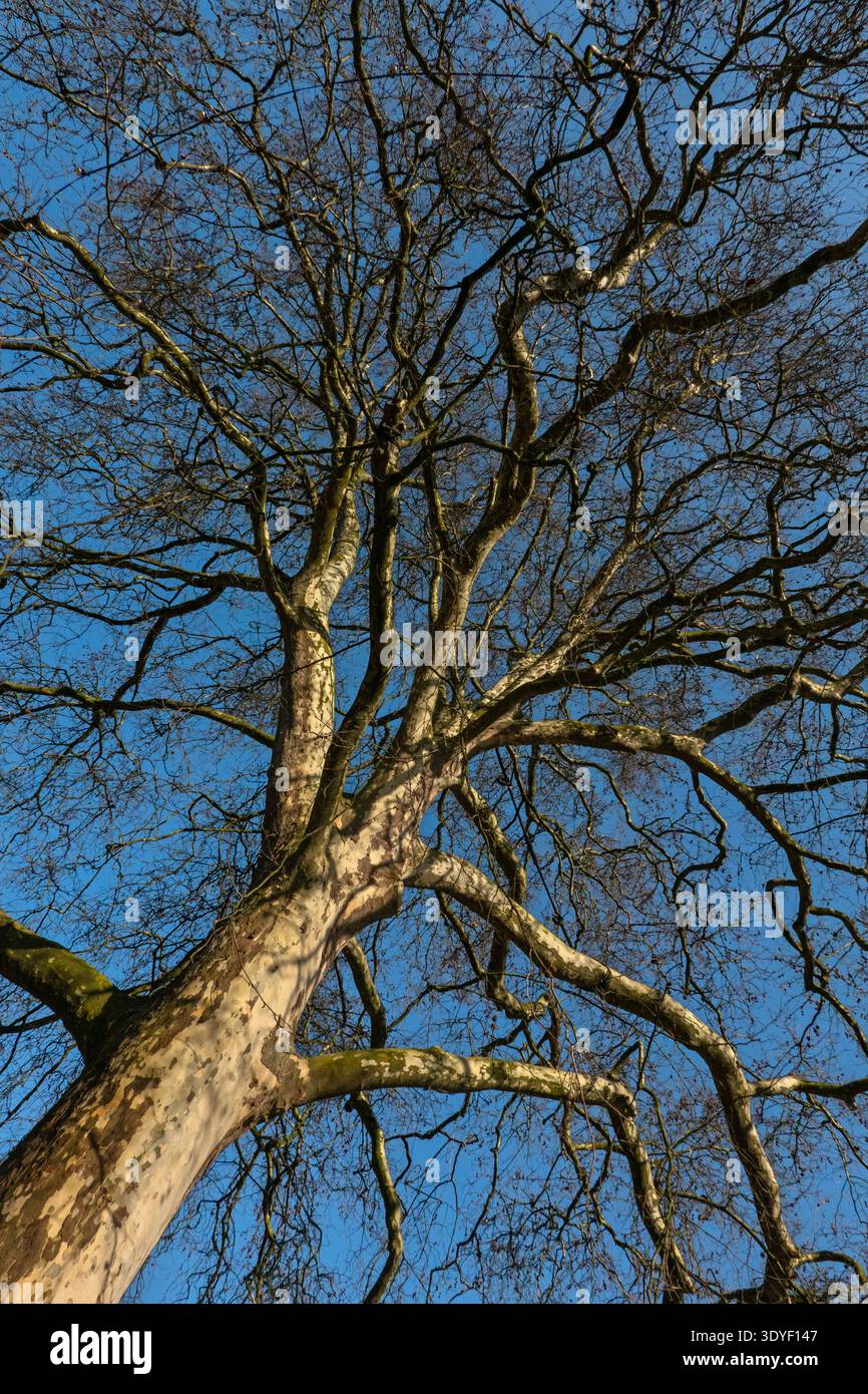 Platano senza foglie all'inizio della primavera contro un cielo blu Foto Stock