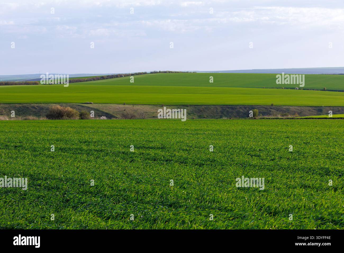 Terreni agricoli verdi e tranquilli: Terreni ondulati con grano in crescita evocano calma e serenità rurale. Foto Stock