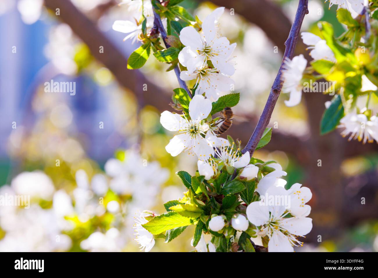 Le api mellifere raccolgono il polline dai fiori di ciliegio in fiore nelle giornate di primavera assolate. Processo di impollinazione nel frutteto e nell'ecosistema naturale. Foto Stock