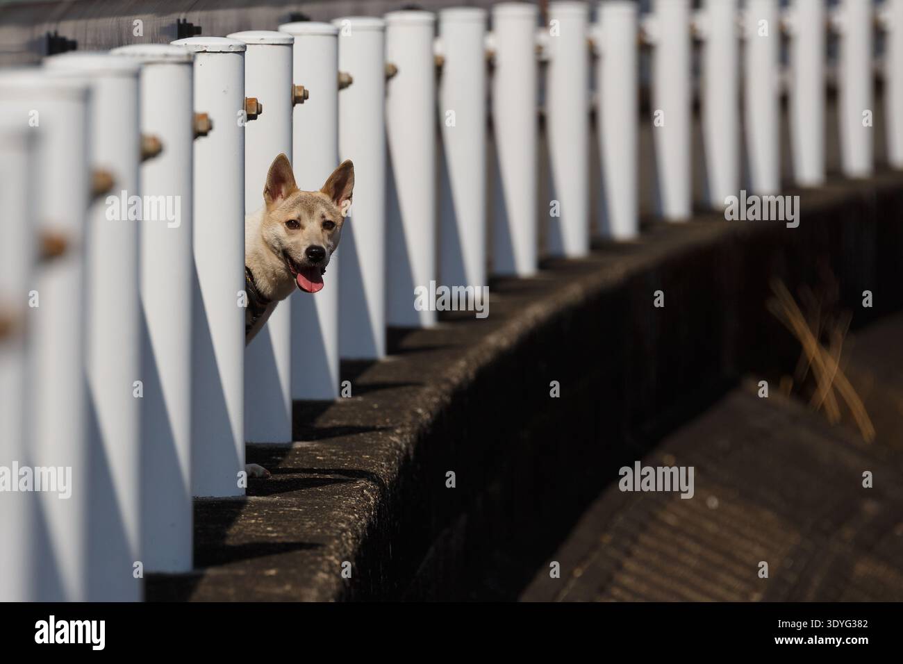Un cane da compagnia di razza mista che guarda attraverso i pilastri di una recinzione ai lati della strada nella rurale Kanagawa, in Giappone. Foto Stock
