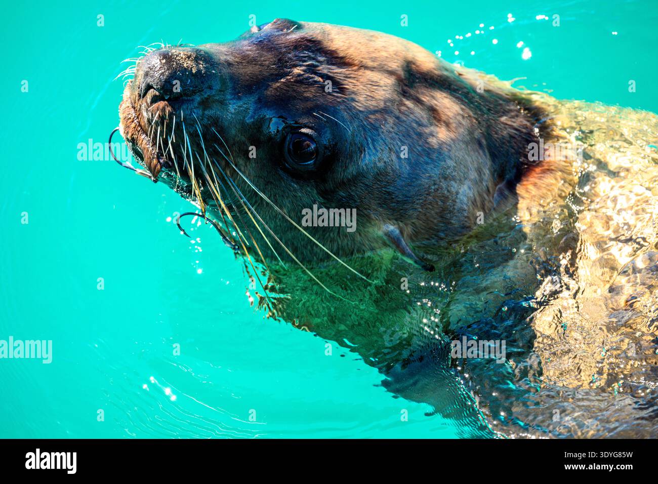 La foca australiana ha purtroppo ganci di pesce in bocca Foto Stock