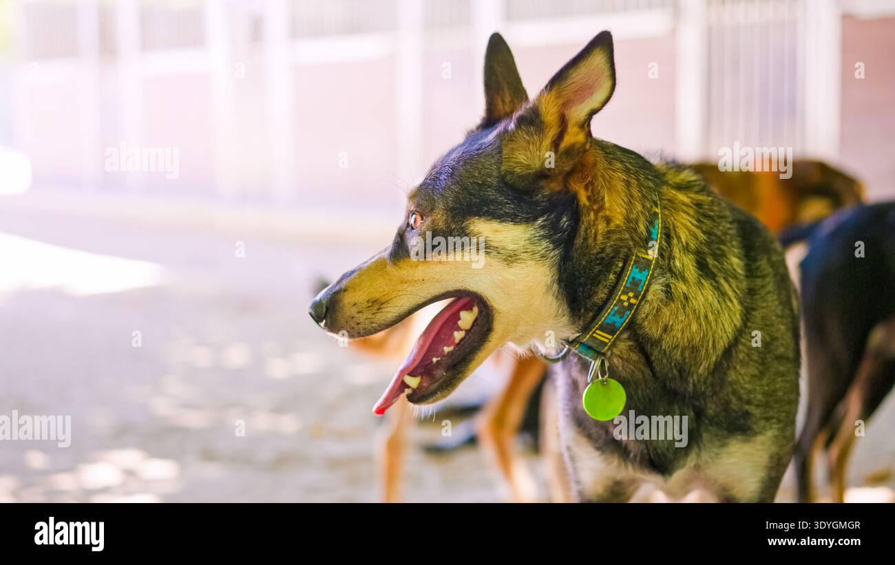Leale cane pastore che sta piantando al rifugio per animali Foto Stock