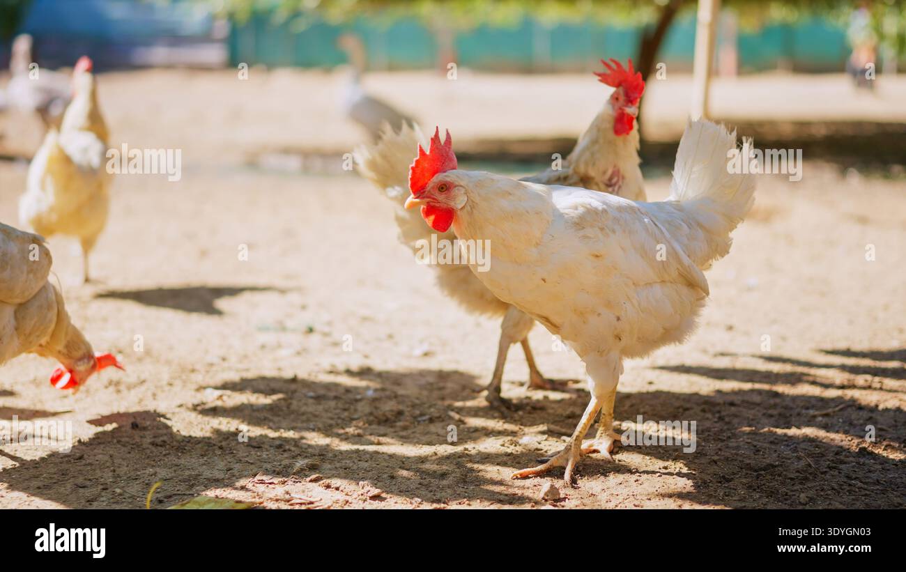 Polli che vagano liberamente nell'azienda agricola biologica tradizionale godendosi la luce del sole Foto Stock