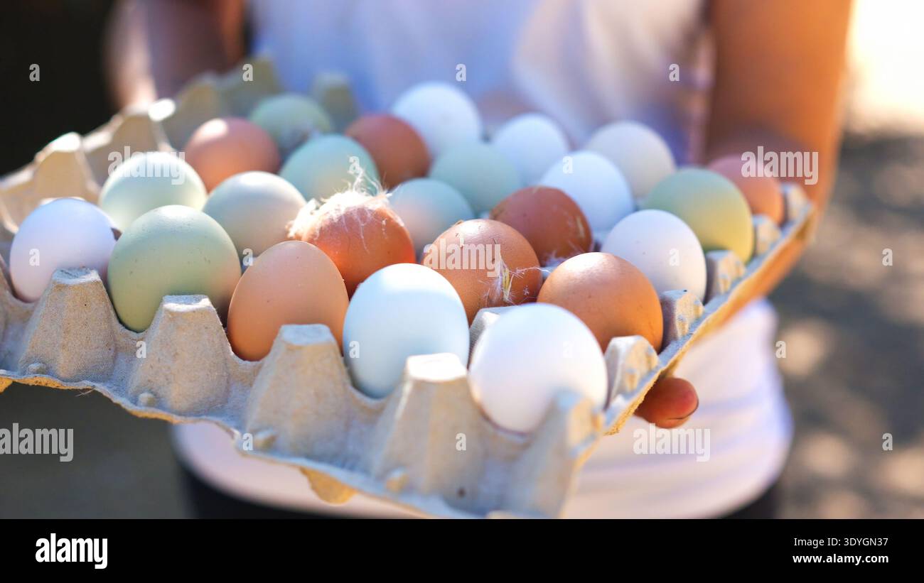 Persona che detiene all'aperto un cartone di uova fresche biologiche dell'azienda agricola Foto Stock