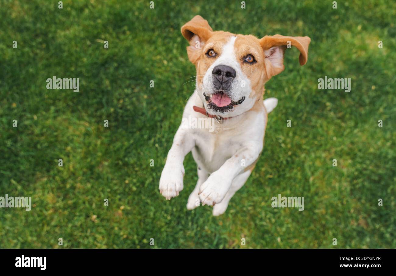 Il cane Beagle seduto sull'erba con gli occhi chiusi e la lingua fuori, sembra allegro e rilassato in un momento di sole e divertimento Foto Stock