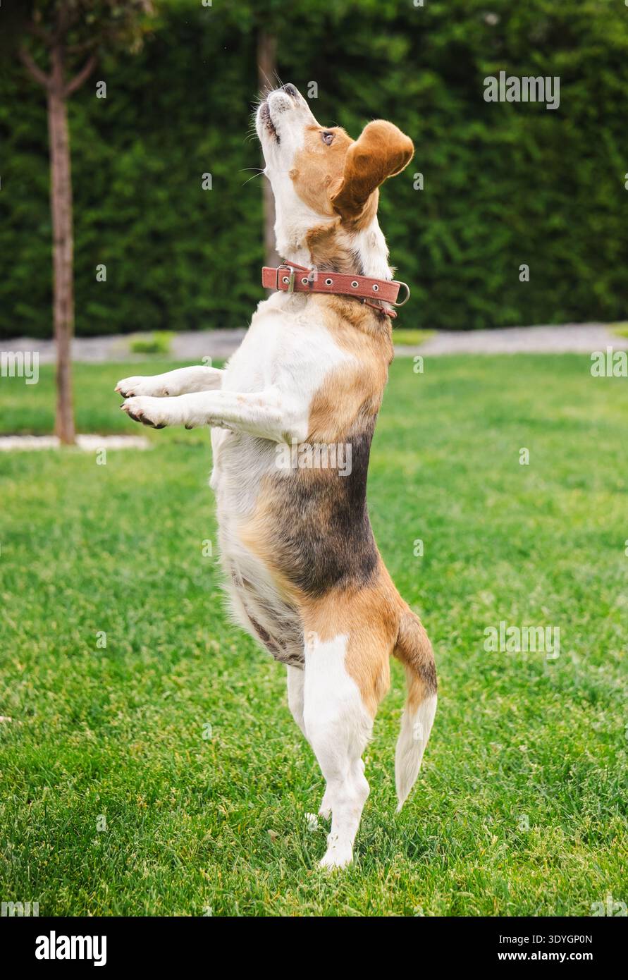 Beagle in piedi sulle gambe posteriori con un'espressione di attenzione, concentrata su qualcosa sopra, in giardino durante un allenamento all'aperto Foto Stock