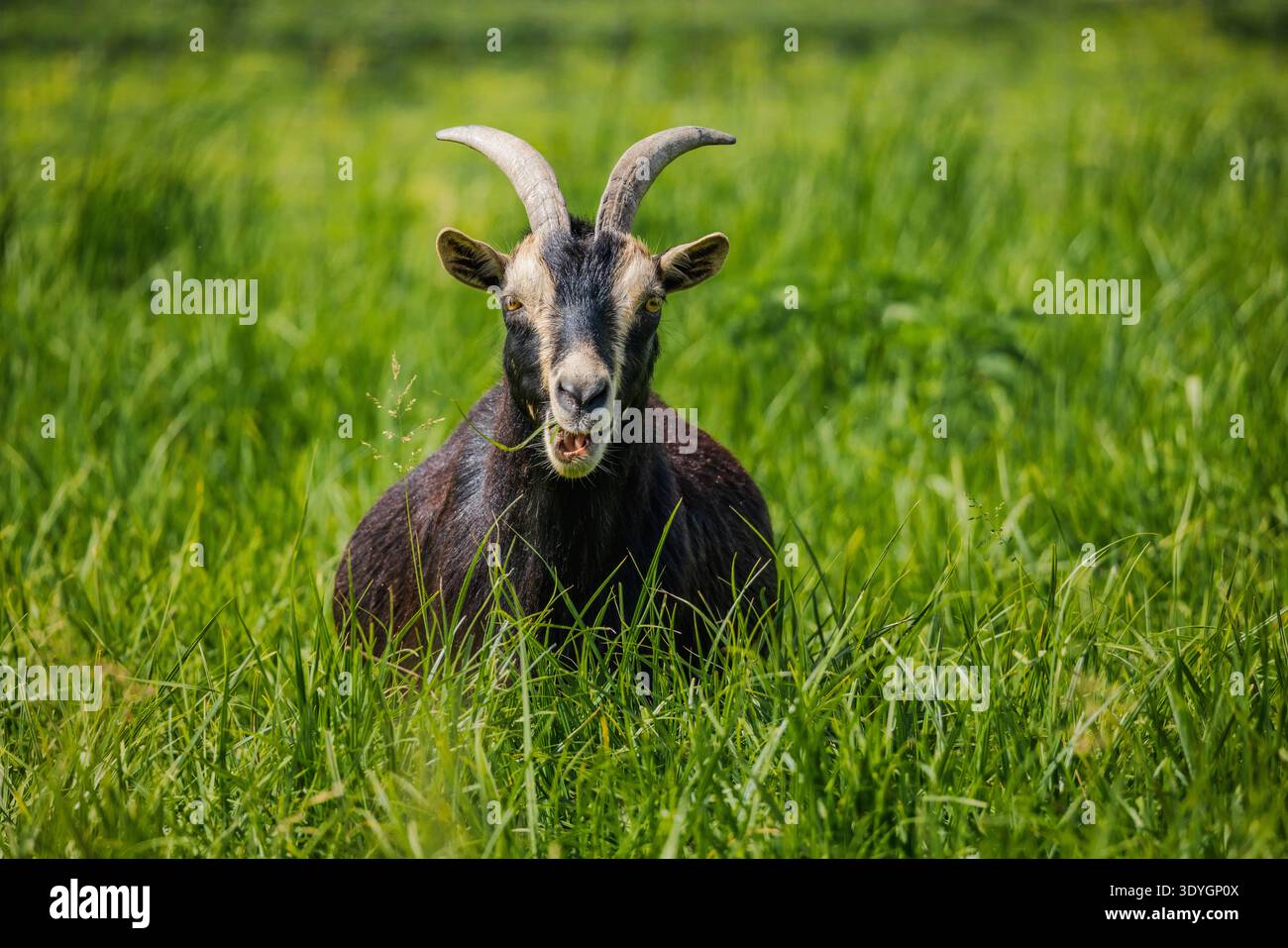 La capra nera con corna ricurve si trova nell'erba verde alta, masticando contenta in un pascolo soleggiato in una fattoria rurale Foto Stock