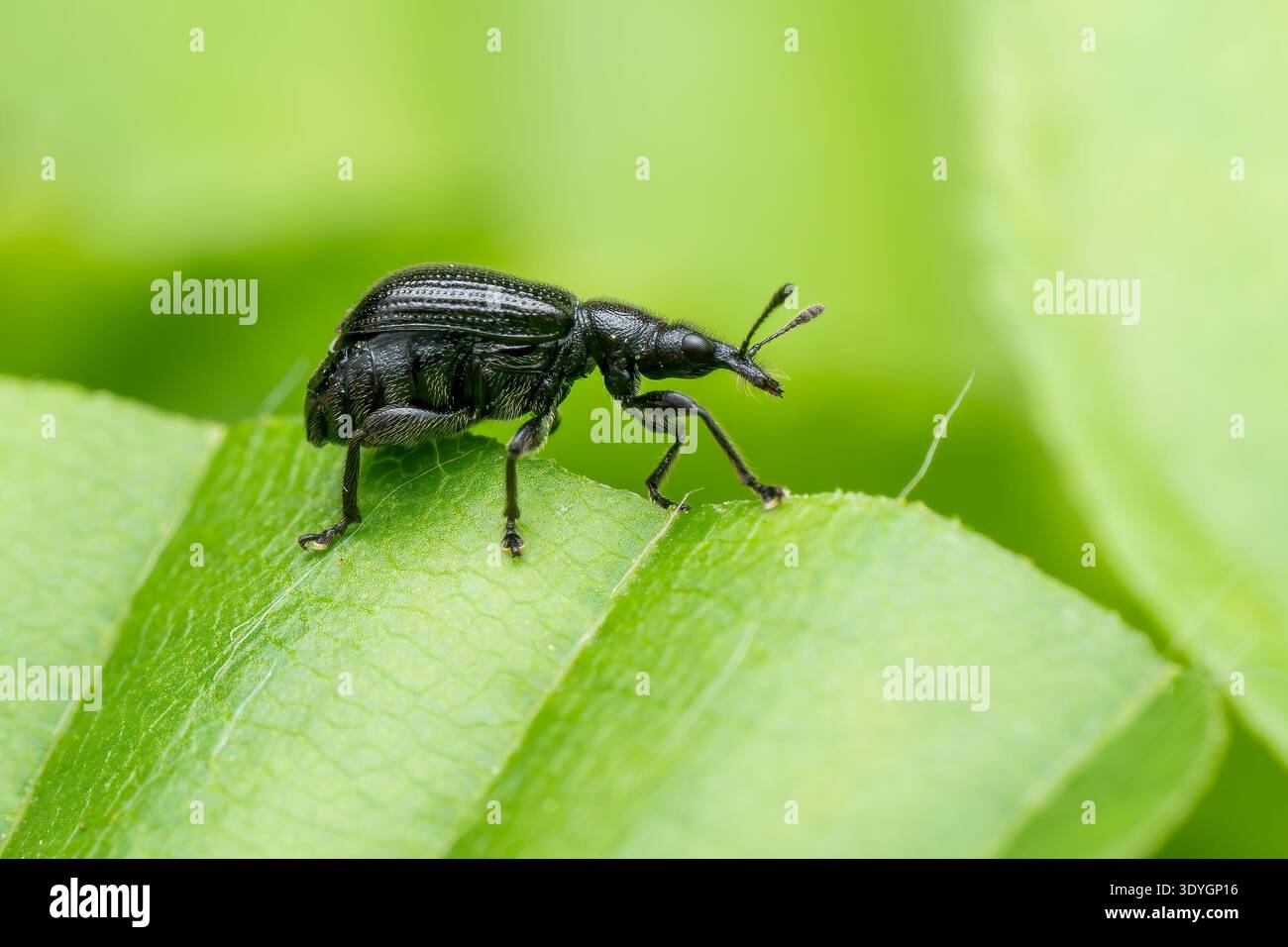 scarabeo europeo di weevil - Deporaus betulae, piccolo scarabeo rotolante di foglie nere originario delle foreste e dei boschi europei, Zlin, Repubblica Ceca. Foto Stock