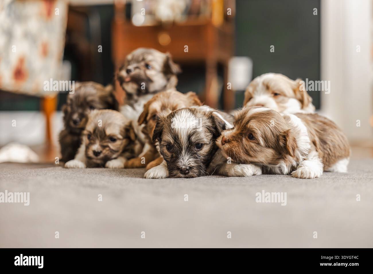 Cuccioli Havanese che riposano insieme su un tappeto in un accogliente soggiorno Foto Stock