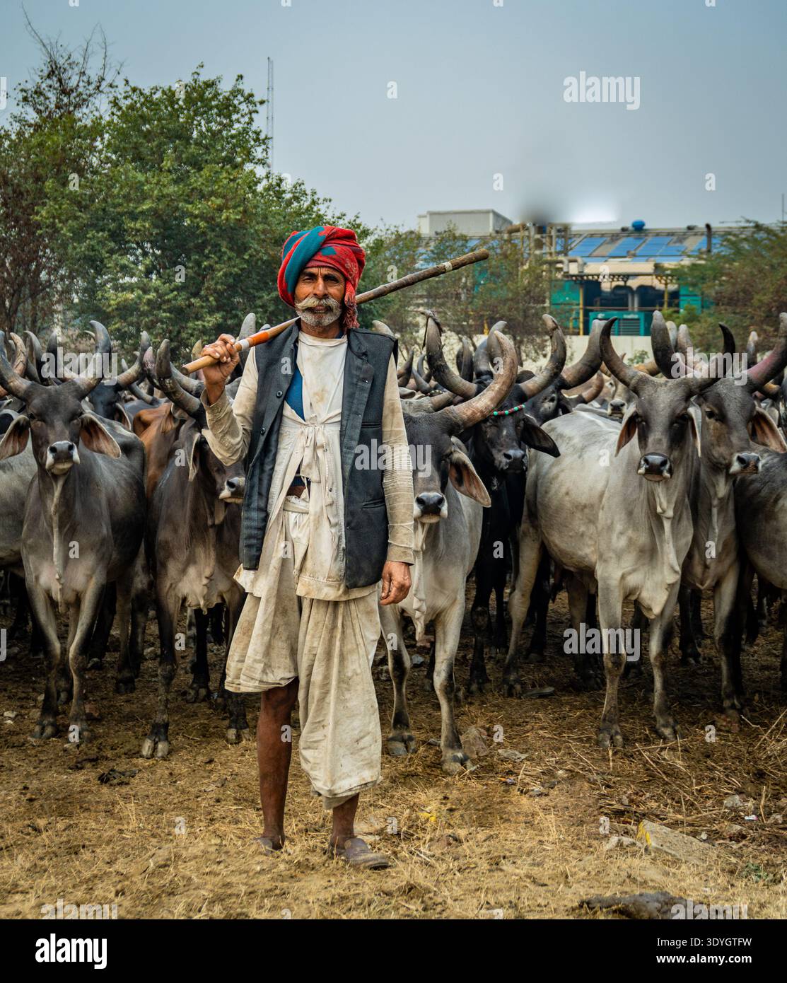 Gennaio 16-2026 Rajasthan India. Allevatore di bestiame in tradizionale abbigliamento Rajasthani con turbante rosso e personale, allevando mucche Bos indicus Kankrej nel nord Foto Stock