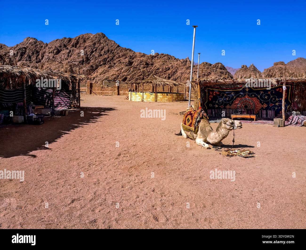 Egitto, Sharm El Sheikh - 21 gennaio 2020: Cammello giace sulla sabbia in un villaggio beduino vicino a Sharm El Sheikh. Località turistica con capanne a prato secco Foto Stock