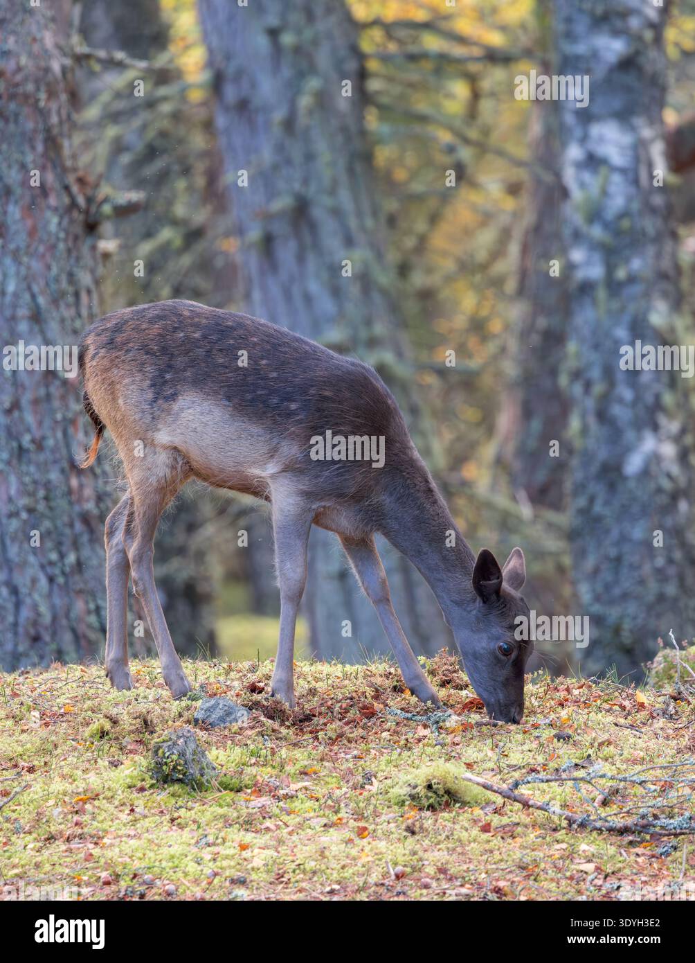 Cervo melanistico [ Dama dama ] giovane femmina in un bosco di pini nel Perthshire, Scozia, Regno Unito Foto Stock