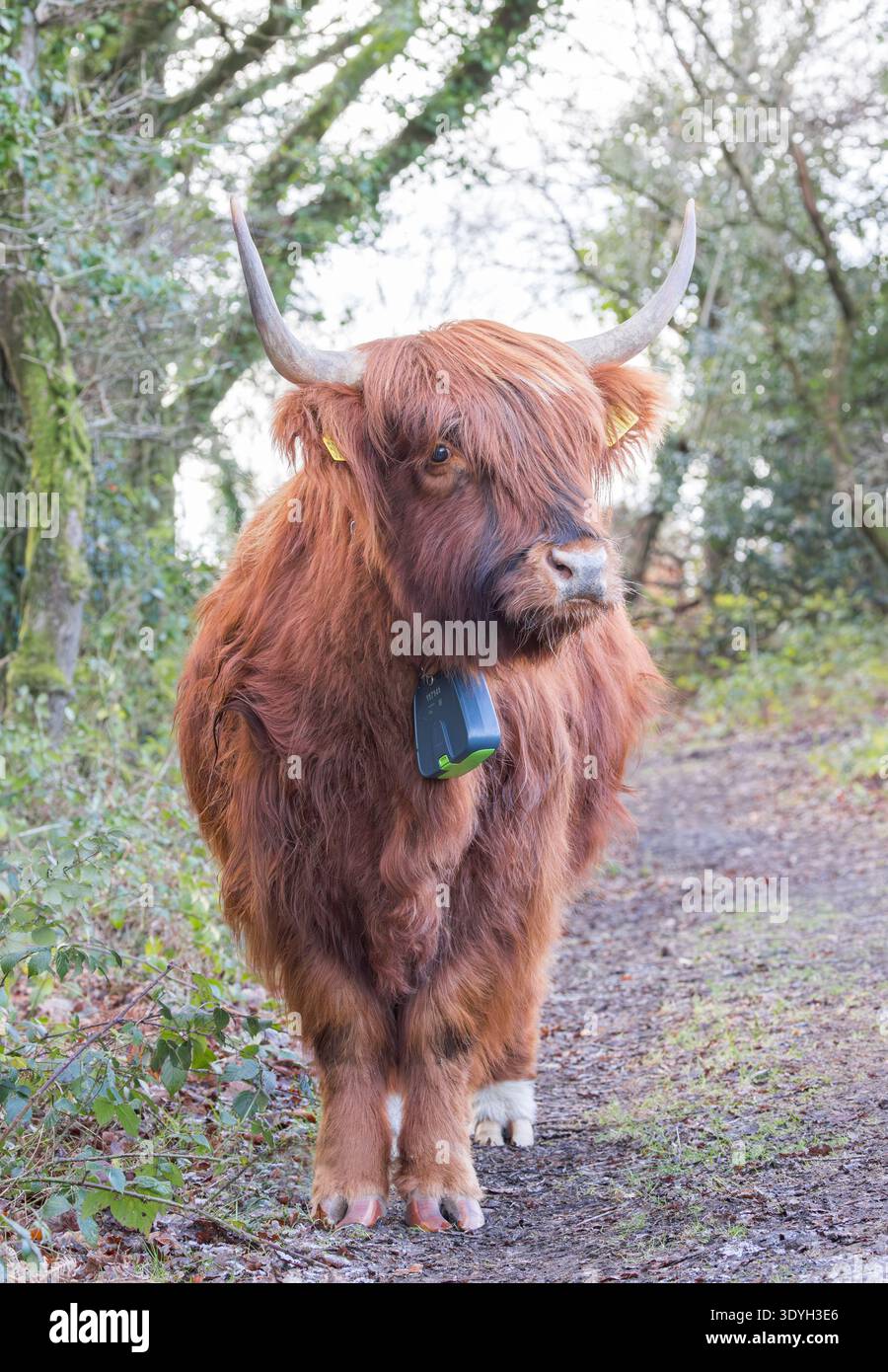 Vacca delle Highland su terreno comune nella riserva naturale di Aylesbeare, Devon Foto Stock