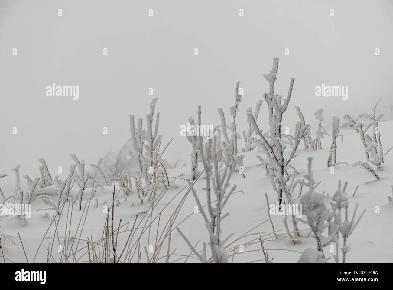 Primo piano di arbusti di montagna ghiacciati e cespugli ricoperti da spessi ghiacci bianchi e neve, creando una texture e un motivo invernali naturali dettagliati. Smerek Foto Stock
