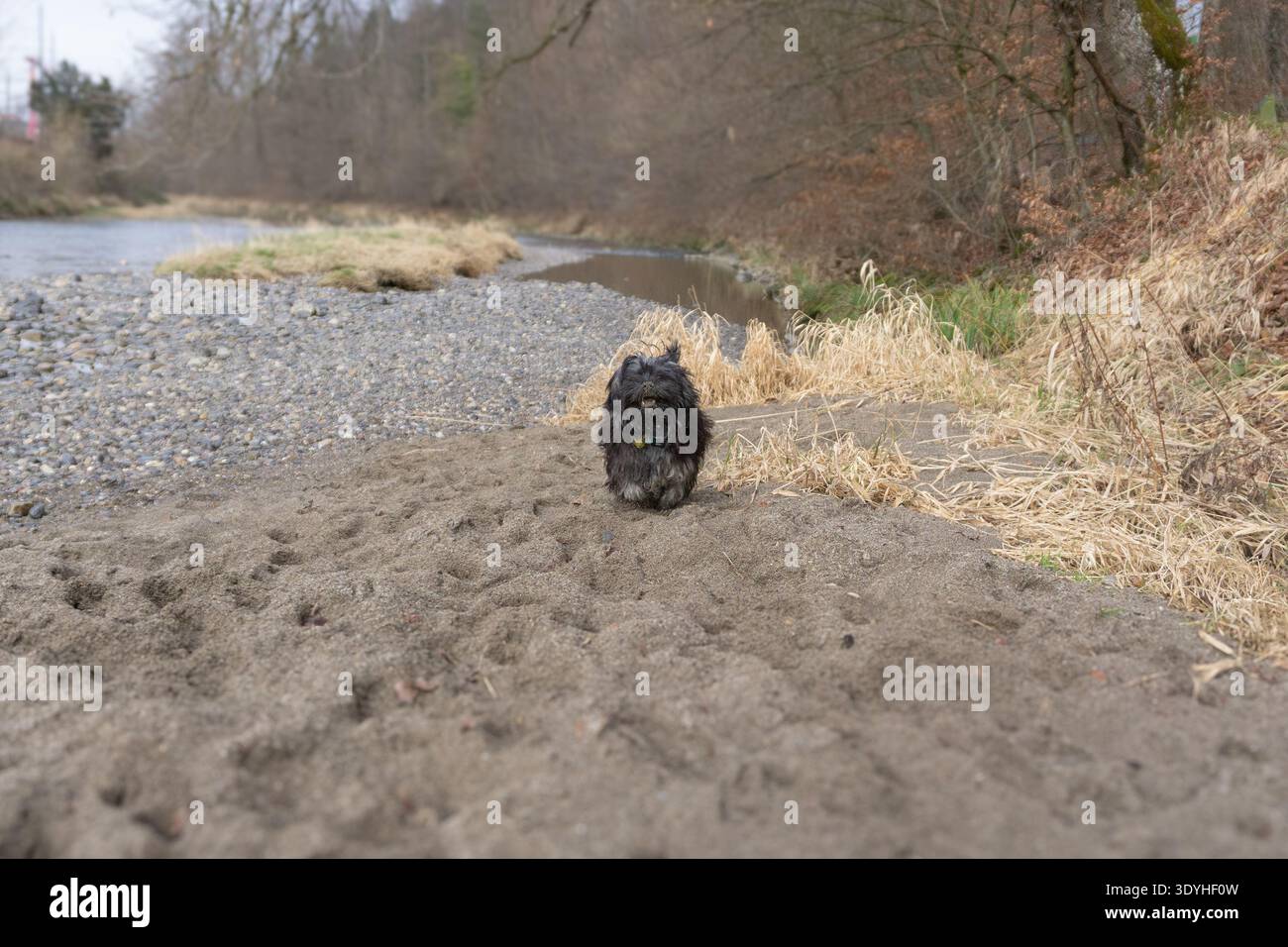 Piccolo cane nero che cammina lungo una riva sabbiosa con un'espressione felice accanto a un fiume poco profondo e a un paesaggio boscoso. Foto Stock