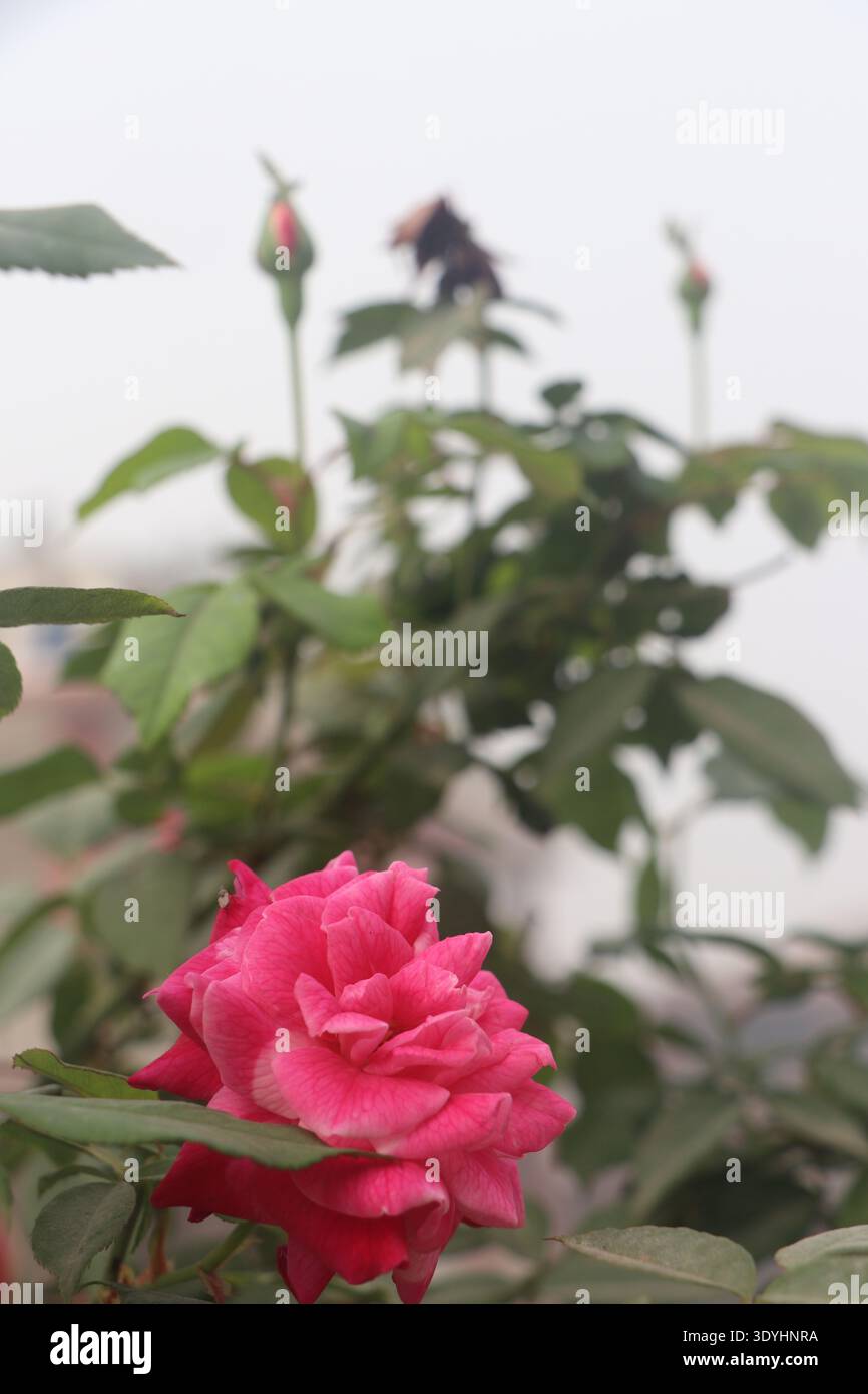 rosa brillante con foglie verdi e sfondo sfocato del giardino Foto Stock
