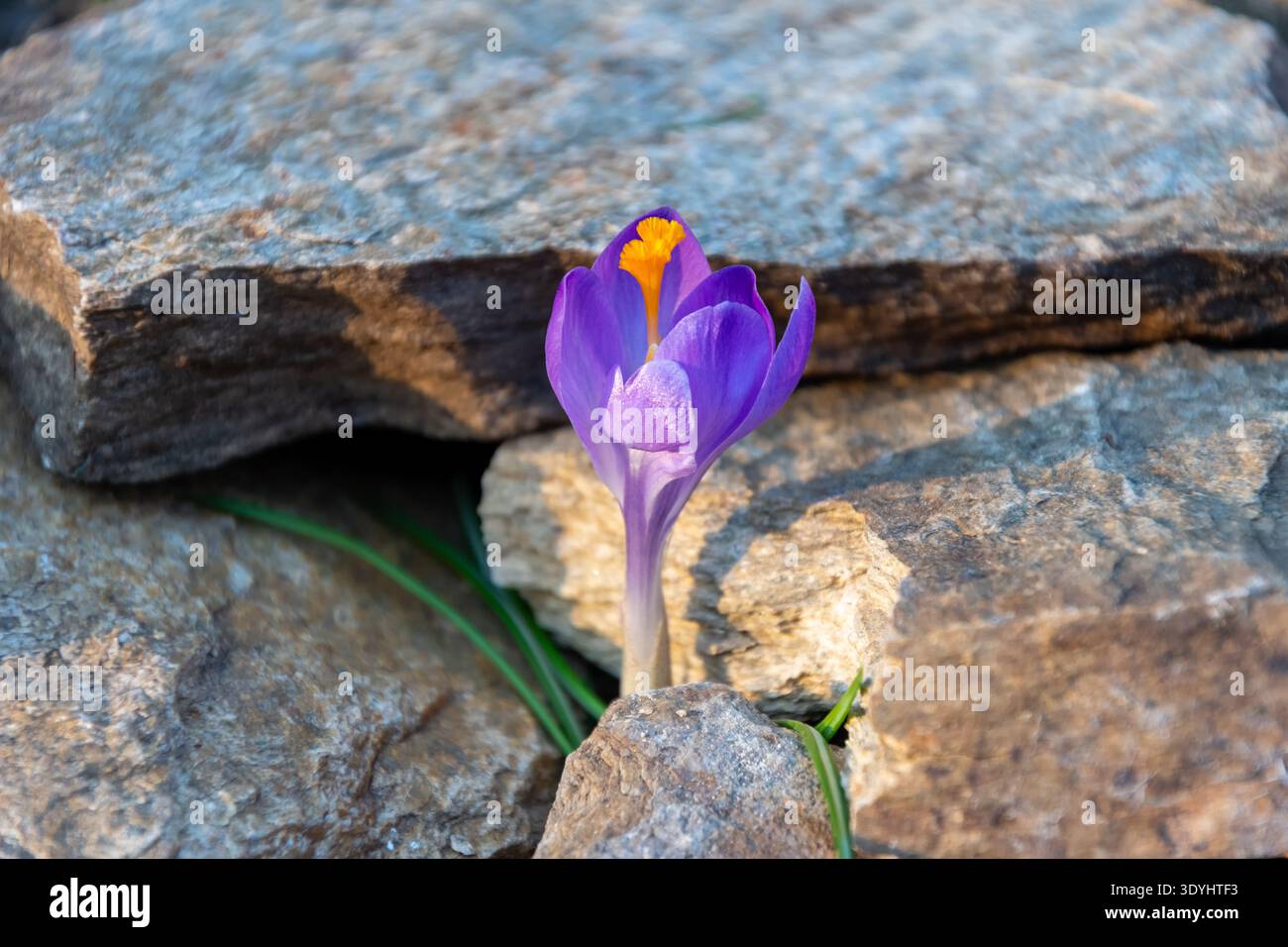 Croco primaverile tra pietre illuminate dalla luce del sole Foto Stock