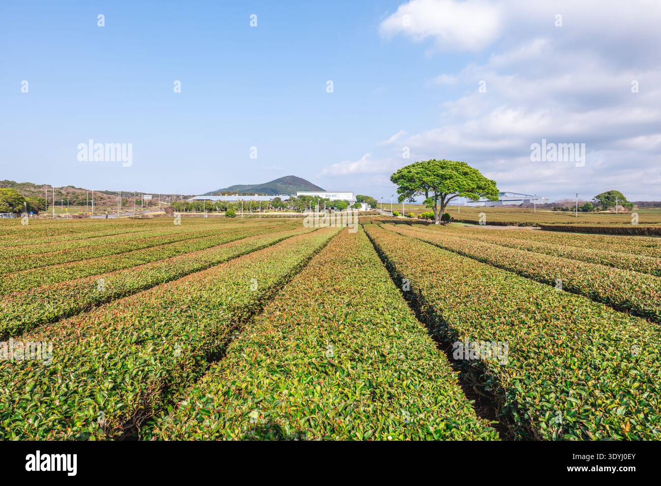 Il Giardino del tè Seogwang si trova nella città di Seogwipo, Isola di Jeju, Corea del Sud Foto Stock