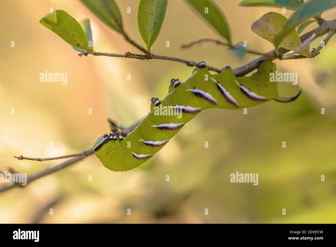 Caterpillar of Privet Hawk Moth (Sfinge ligustri), è una falena che si trova nella maggior parte del regno paleartico. La fauna selvatica della natura in Europa. Foto Stock