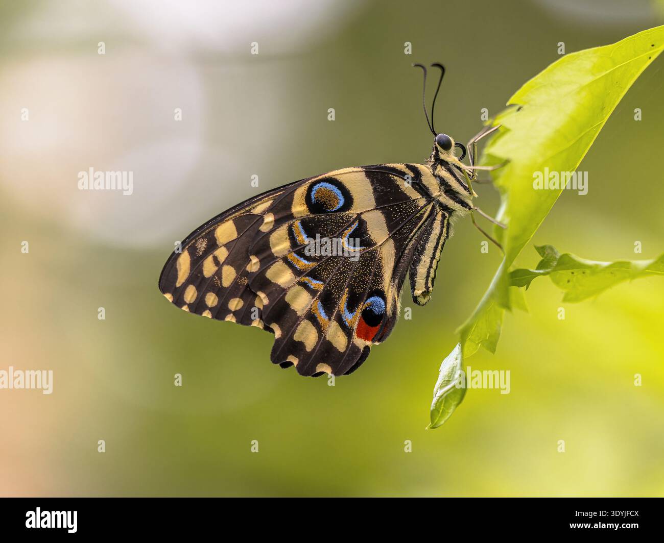 La coda ronda (Papilio demodocus) è una farfalla a coda ronda che si verifica comunemente nell'intera Africa subsahariana, incluso il Madagascar Foto Stock
