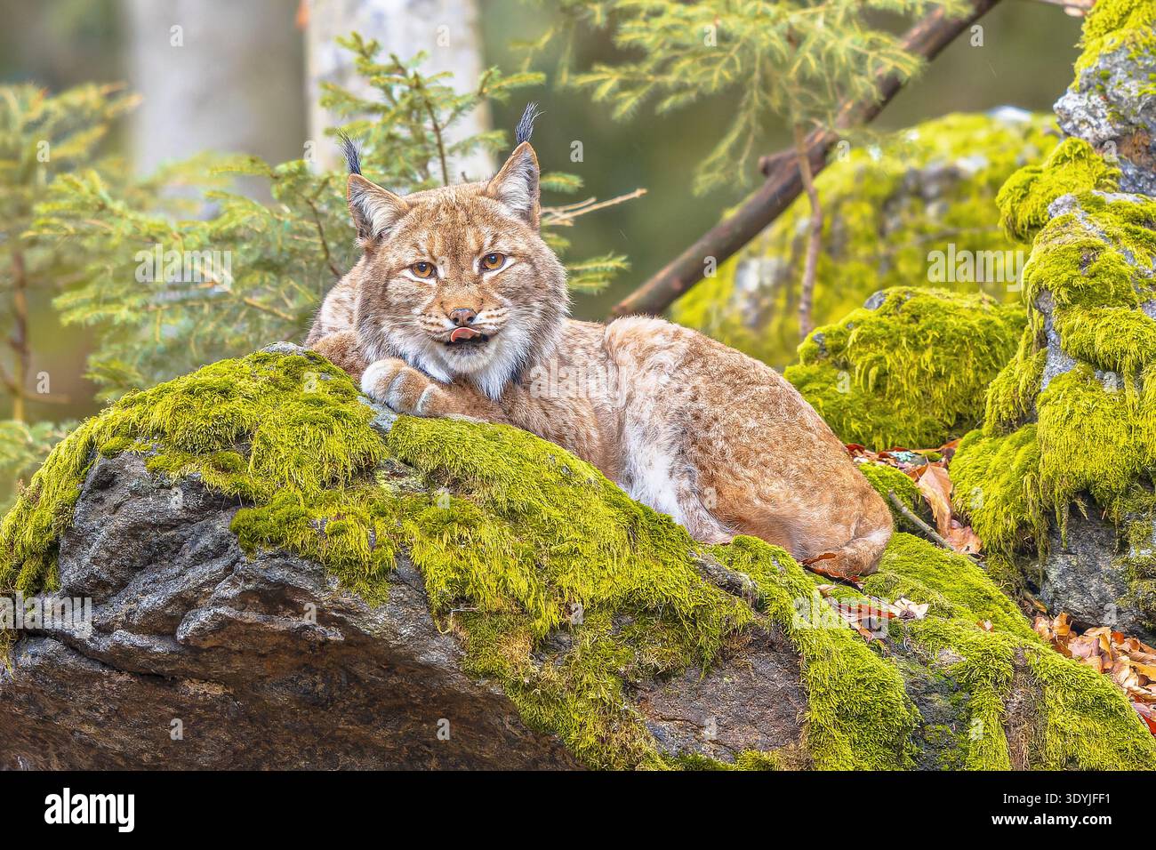 Lynx (Lynx Lynx) questo gatto predatore eurasiatico di medie dimensioni è originario della Siberia, dell'Asia centrale, orientale e meridionale, del nord, Europa centrale e orientale. R Foto Stock