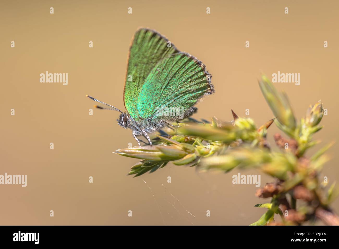 Farfalla verde hairstreak (Callophrys rubi) poggiante su foglia verde con fondo verde. Fauna selvatica scena della natura in Europa. Foto Stock