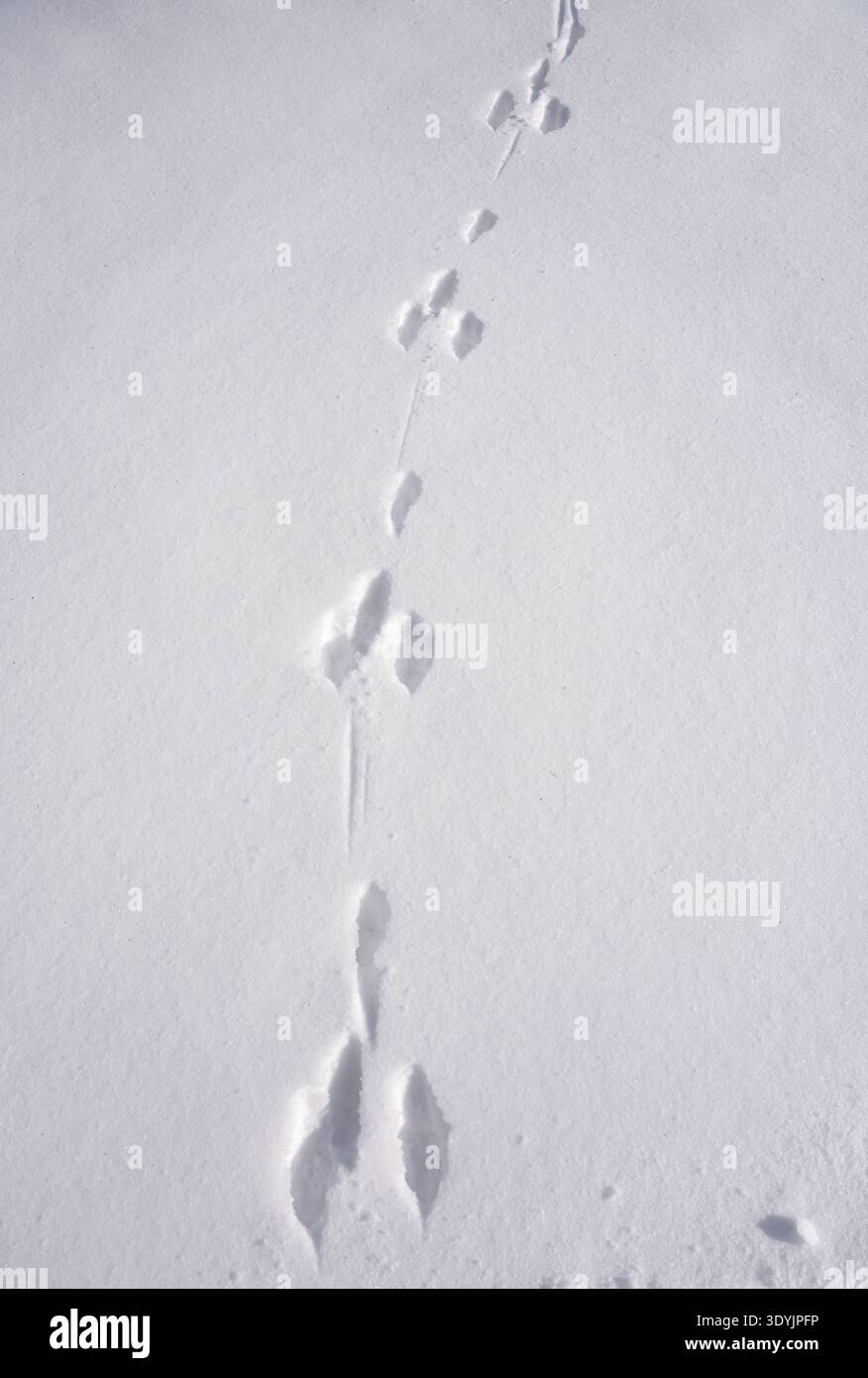 Schema dei cingoli lepre su un'immacolata copertura da neve Foto Stock