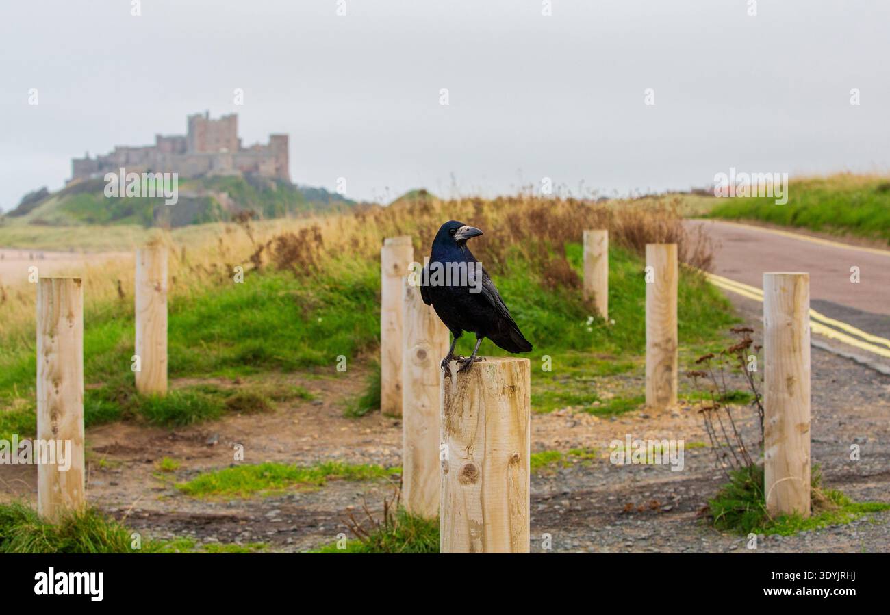 Un corvo si trova su un palo, il castello di Bamburgh in lontananza, nel Northumberland. Pali di legno segnano un parcheggio e un punto panoramico sulla Wynding, Bamburgh. Foto Stock