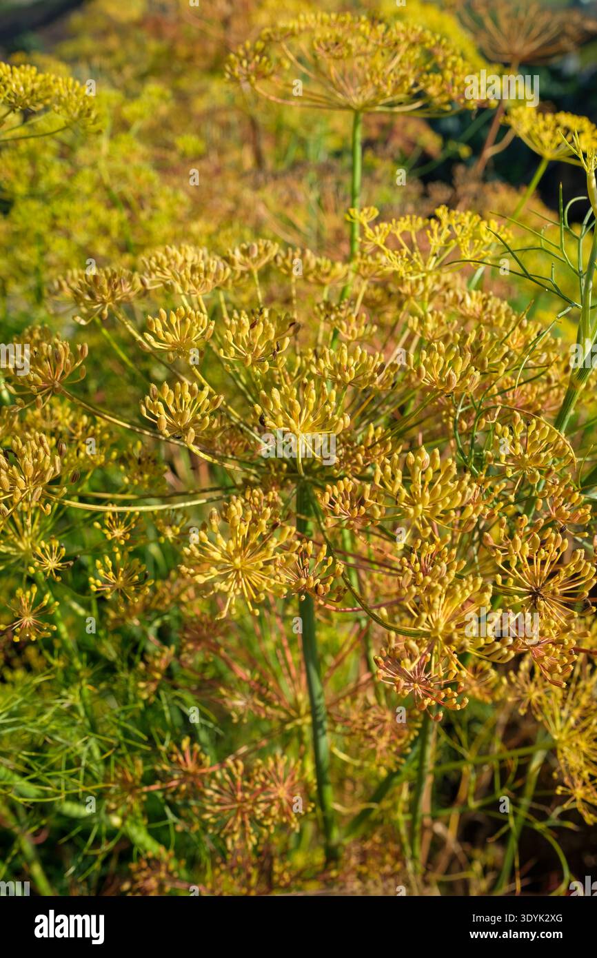 Aneto, Anethum graveolens, erbe annuali, teste di semi di maturazione all'inizio dell'autunno Foto Stock
