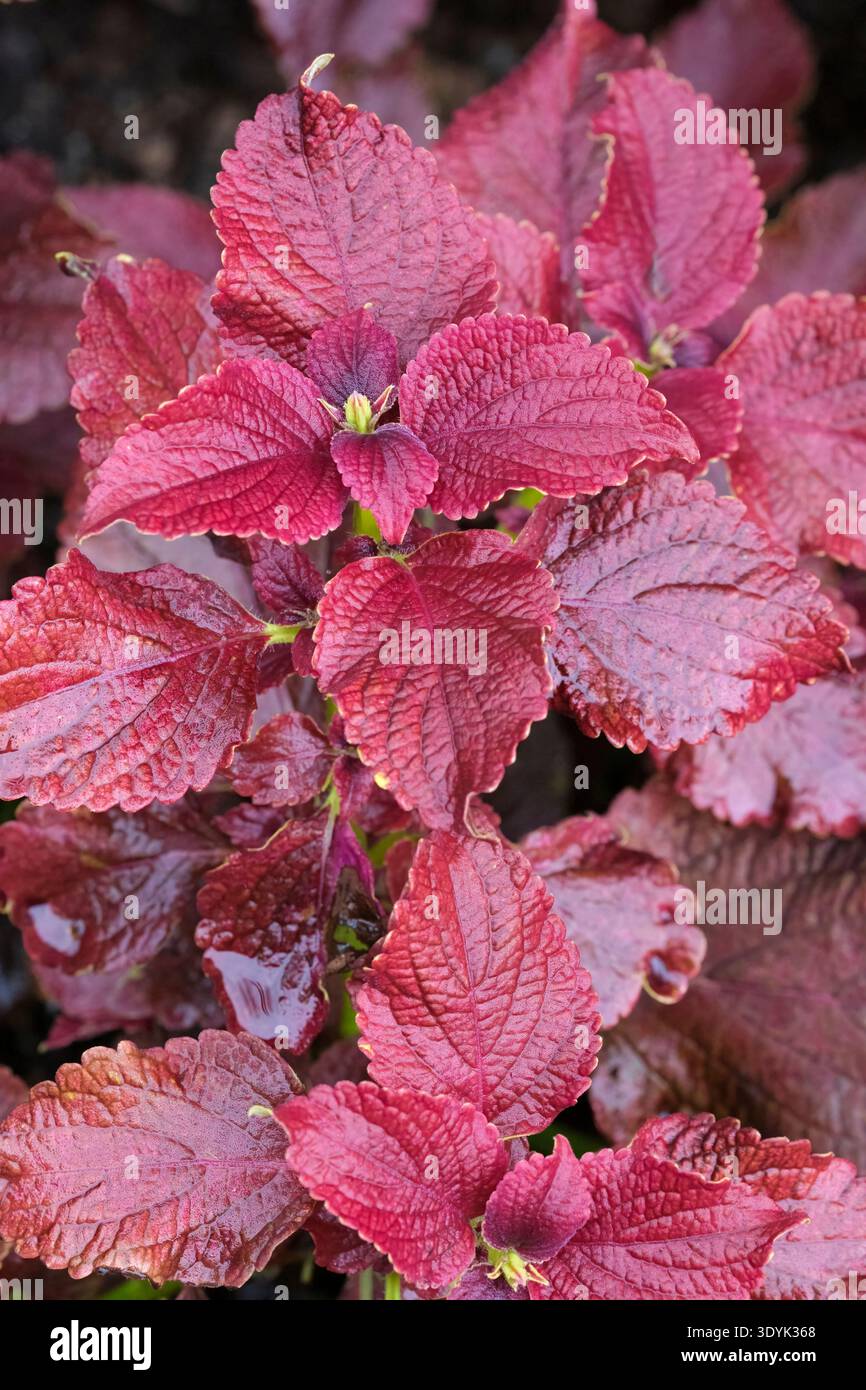 Coleus scutellarioides rubino Piasca, coleus rubino Piasca, Solenostemon rubino Piasca, ricche foglie rosse all'inizio dell'autunno Foto Stock