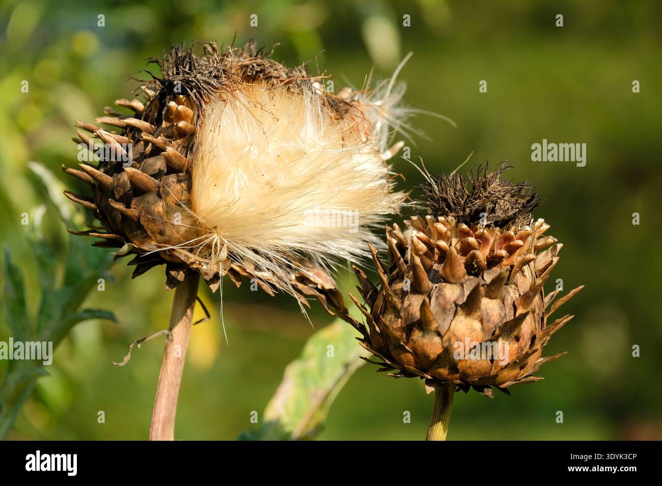 Cynara cardunculus, cardoon, carciofo d'India, grandi teste di semi soffici in autunno Foto Stock
