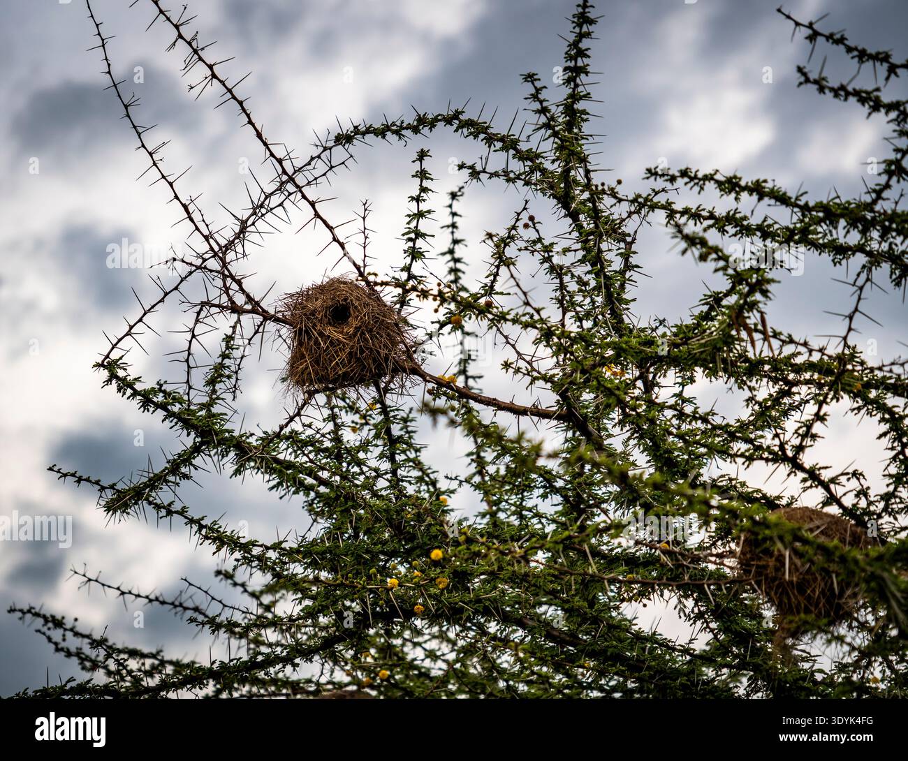 Nido di uccelli intrecciato arroccato tra i rami verdi spinosi contro un cielo nuvoloso Foto Stock
