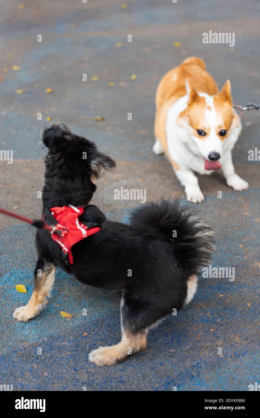 Due cani che giocano all'aperto - Chihuahua nero con l'imbracatura rossa di fronte a Corgi sul pavimento urbano di Bangkok Foto Stock